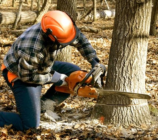 Tree Removal in Marietta, MN